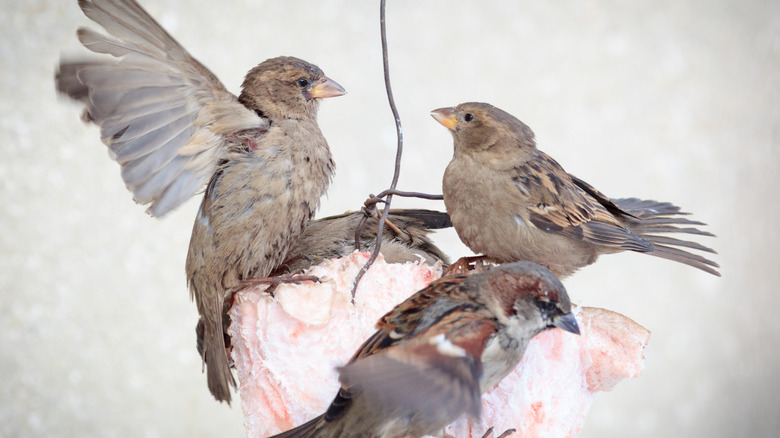 Invasive house sparrows acting aggressive