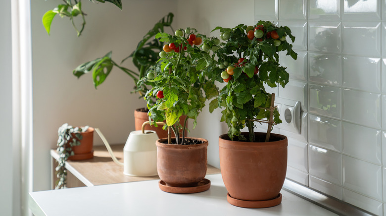 Young tomato plants growing indoors