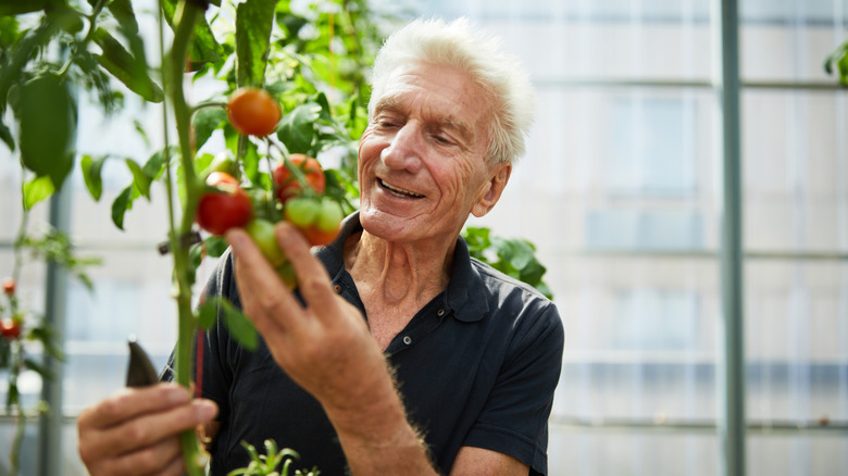 Senior man picking tomatoes in a greenhouse