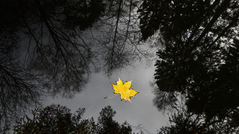 leaf on surface of water