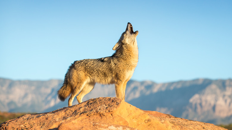 Coyote howling on rock