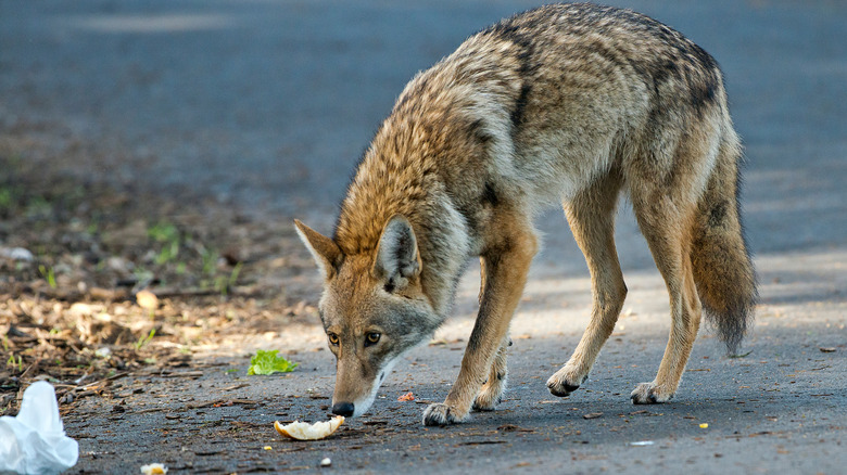 Coyote sniffing trash