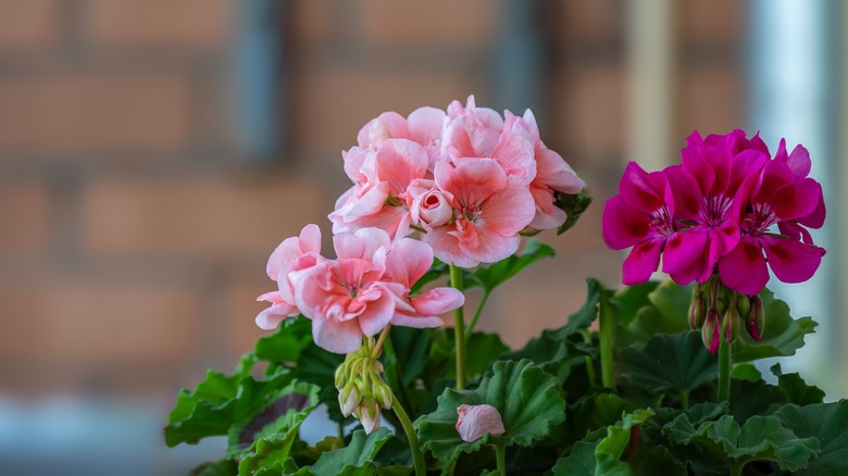 Geranium plants indoors, close-up