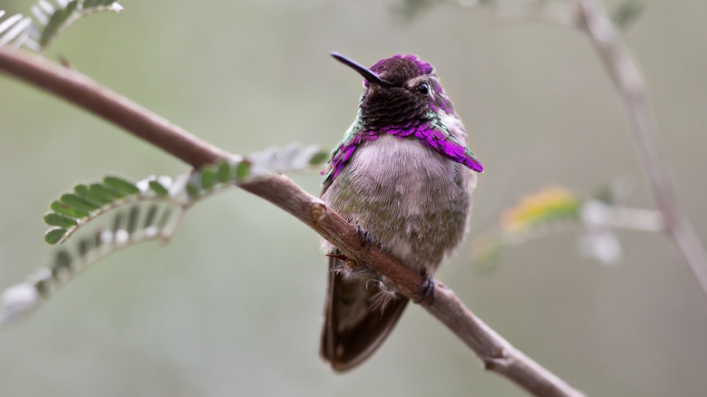 Male Costa's hummingbird on branch