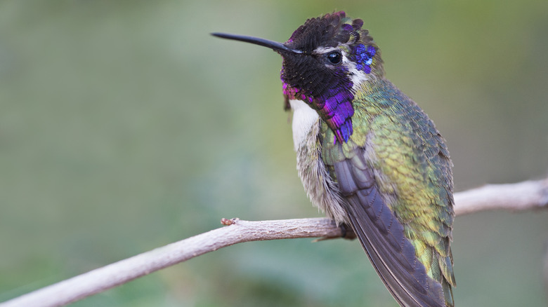 male Costa's hummingbird resting on a branch