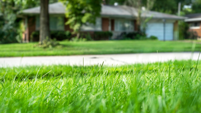 Tall fescue lawn, close-up