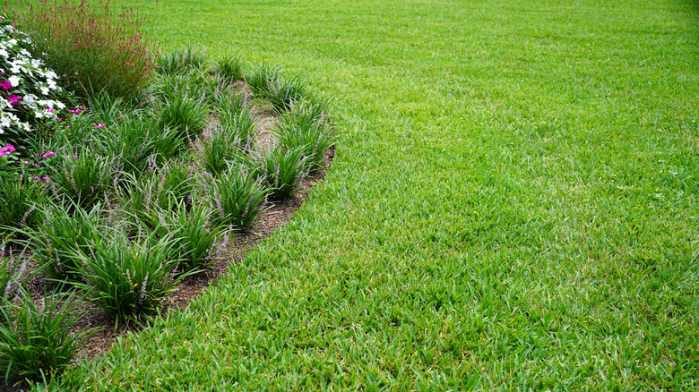St. Augustine grass lawn