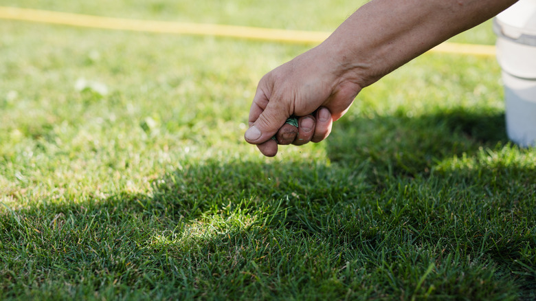 A person casting grass seed on a patchy lawn.