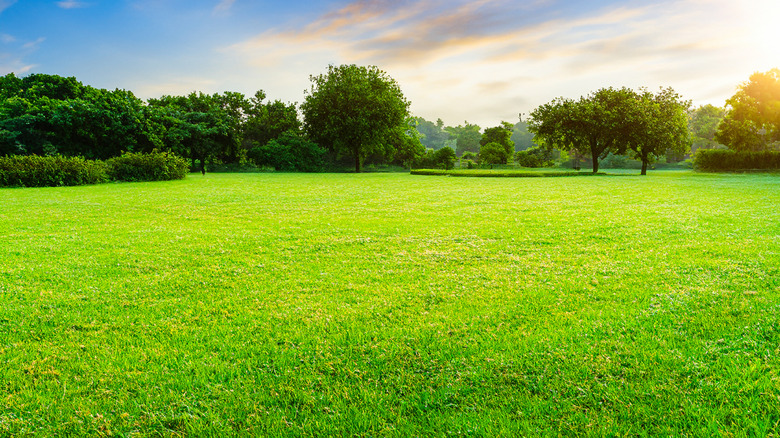 A beautiful green lawn with fresh cut grass.