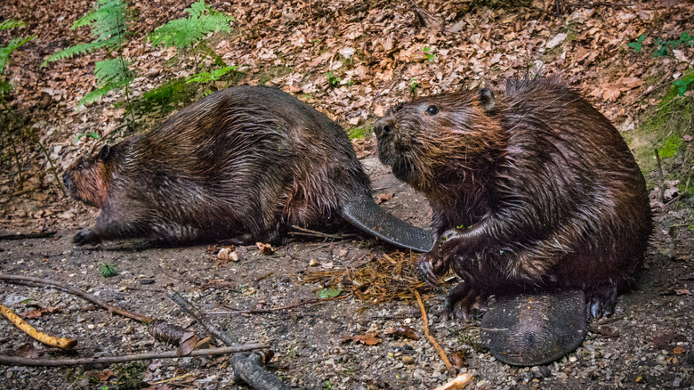 Two beavers at a riverbank