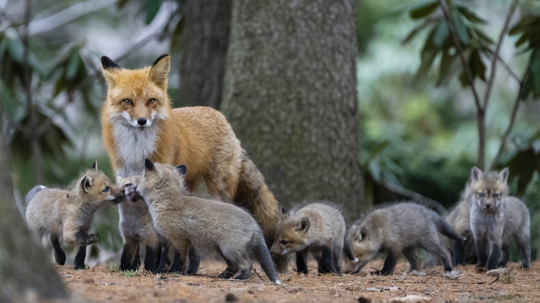 Fox and baby kits