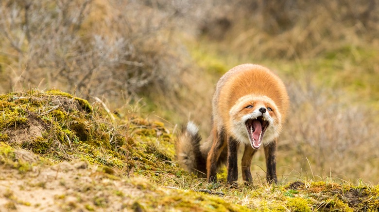 Angry-looking fox, mouth open