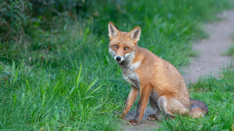 Red fox on path