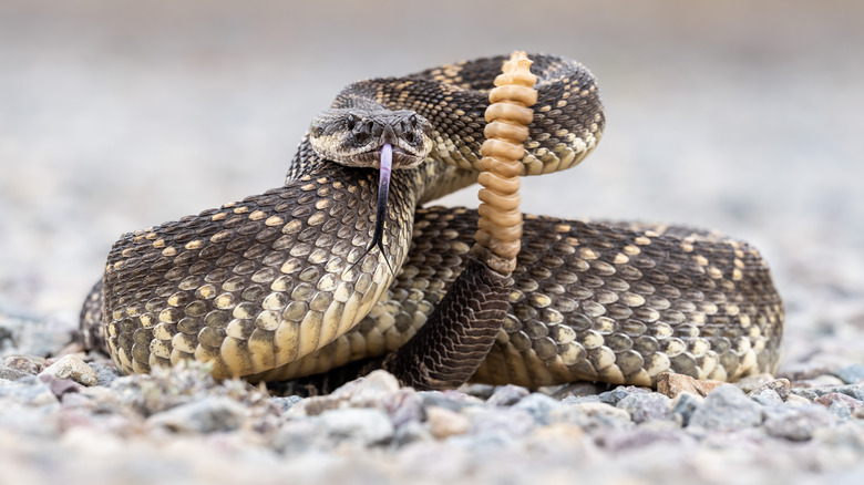 Rattlesnake coiled to strike