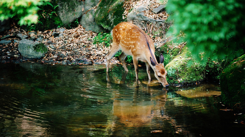 Deer drinking from water