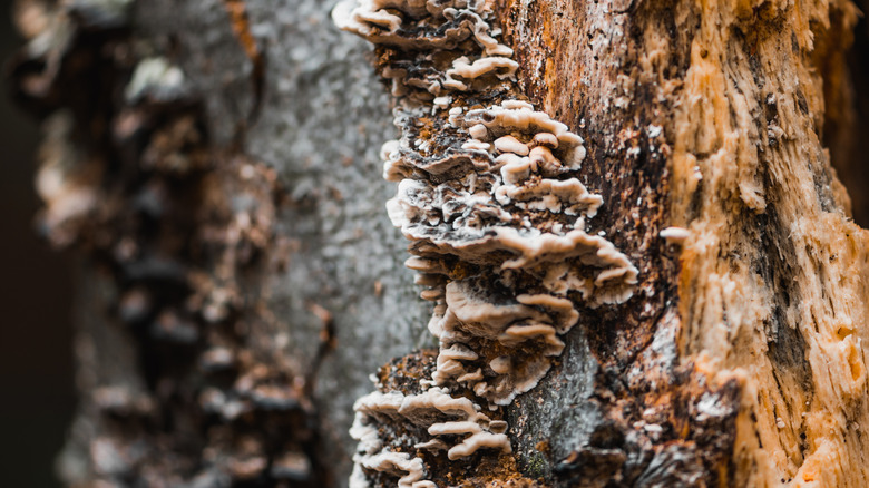 Mushrooms growing on bark