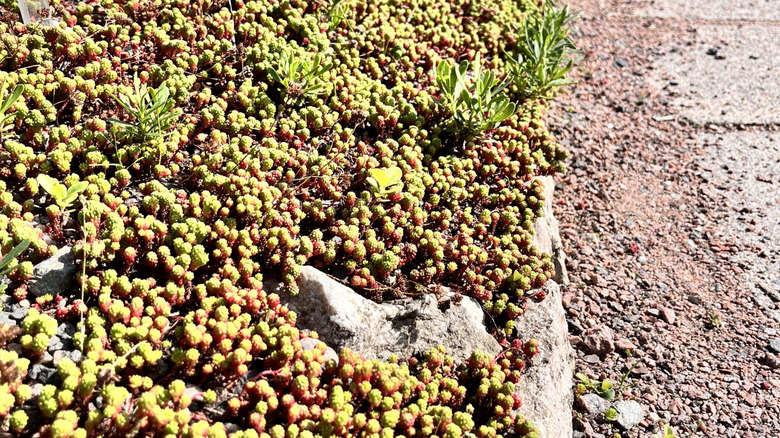 A type of sedum groundcover filling up a garden space in a yard