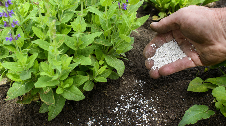 Gardener applying fertilizer