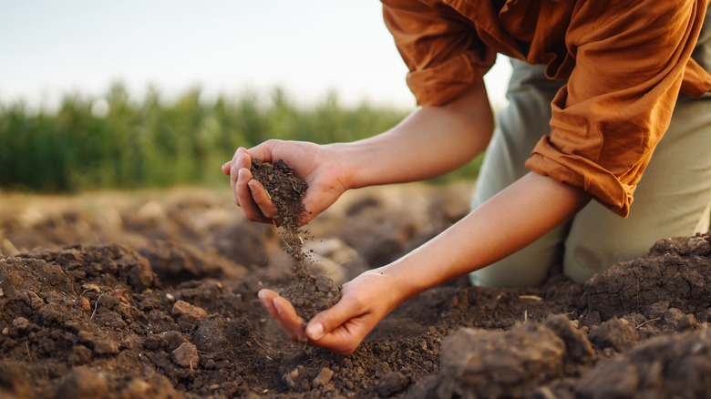 Gardener examining soil