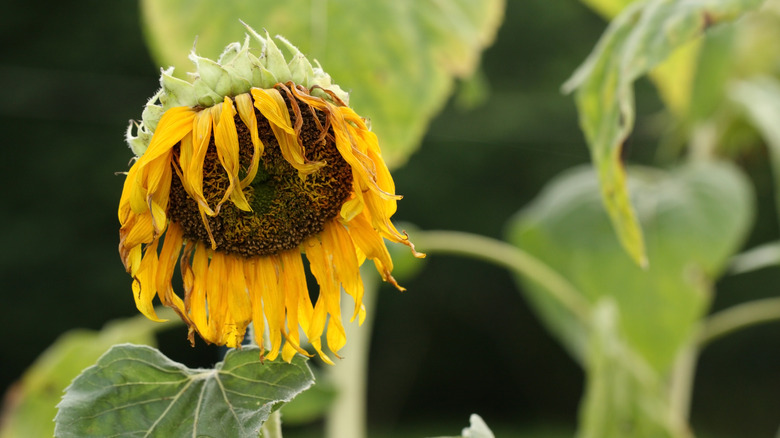 Wilting sunflower