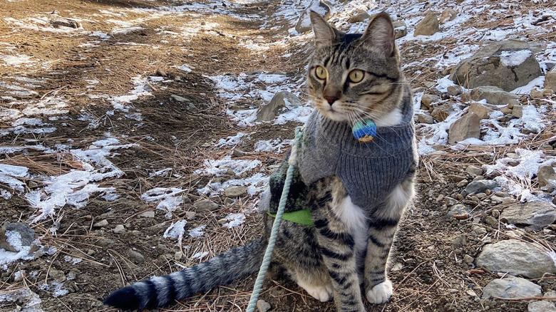 Adventure cat with a leash in the snow