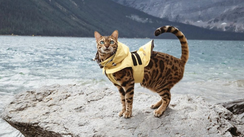 Cat in rain jacket on rock