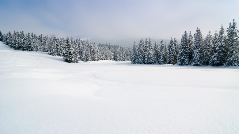 Landscape of snowy forest