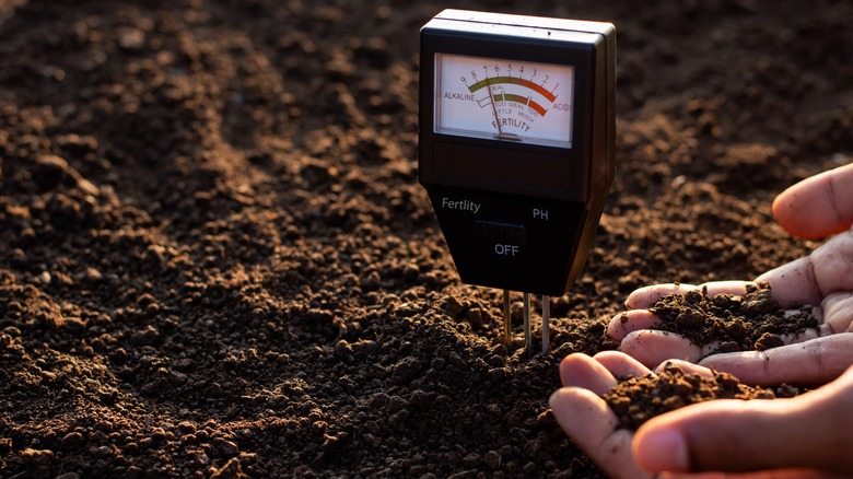 Soil test showing alkaline soil