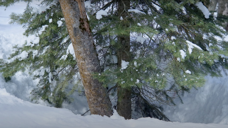 Dug out space below an evergreen tree for shelter