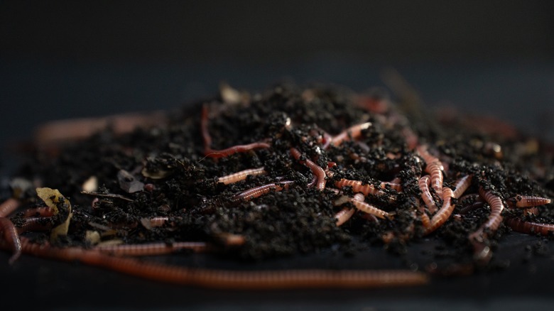 worms in coffee grounds