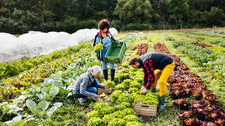 Family harvesting from vegetable garden