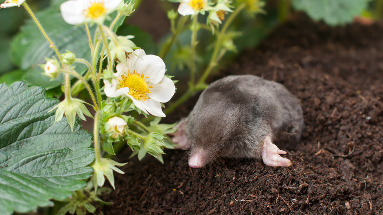 Mole coming out of hole in garden
