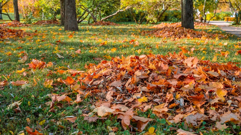 Pile of autumn leaves in a yard 