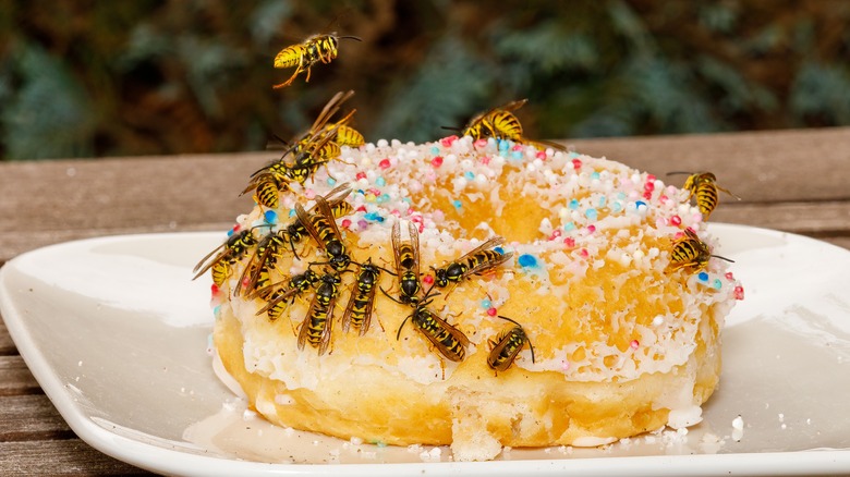 Wasps on powdered donut