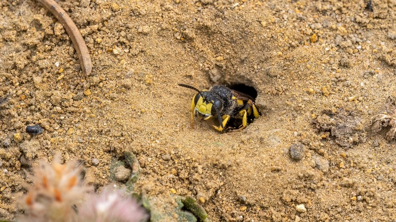 Wasp burrowing in the ground 
