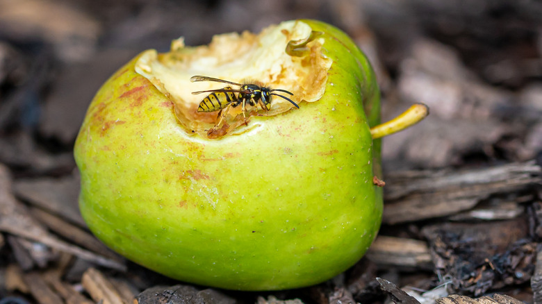 Yellow jacket on apple that has been bitten into
