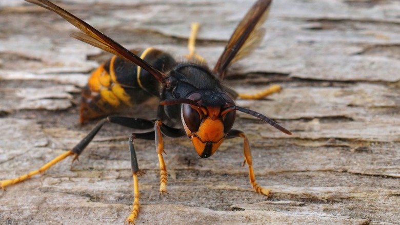 Wasp on wood surface 