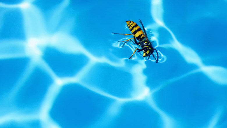 Wasp on water surface 
