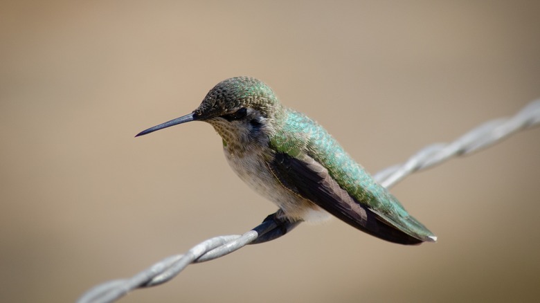 Hummingbird perched on wire