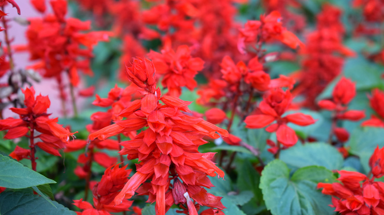 Scarlet sage flowers up close