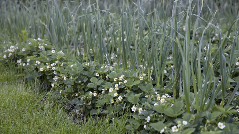 Garlic strawberries planted in rows together