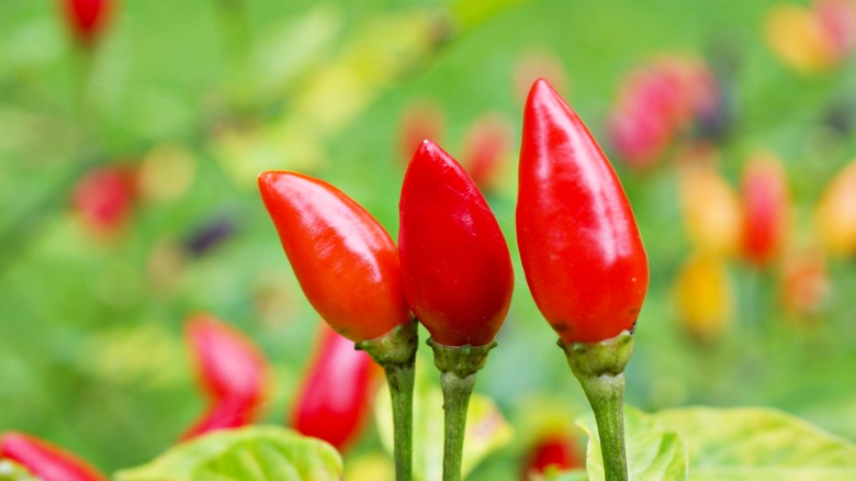 Pepper plant with peppers