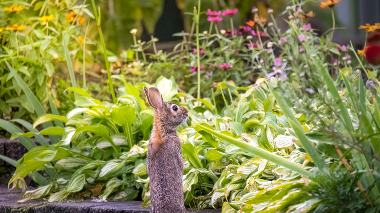 Rabbit in garden peeking around