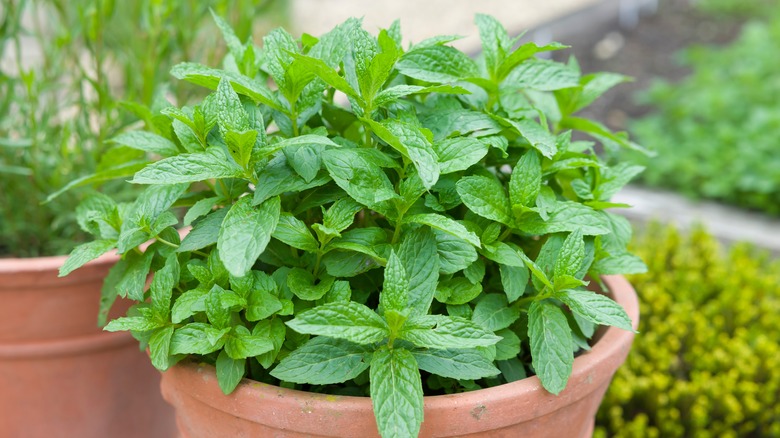 Mint plant in pot outside