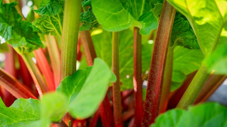 Rhubarb plants close up