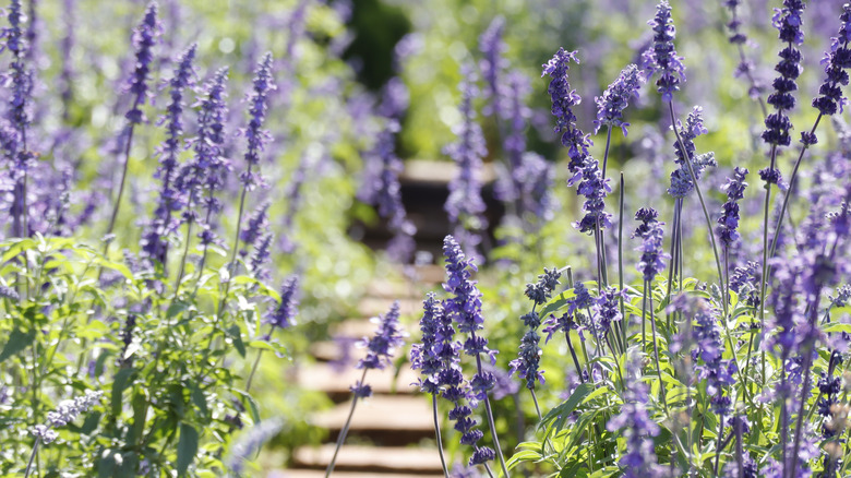 Sage blooming along pathway