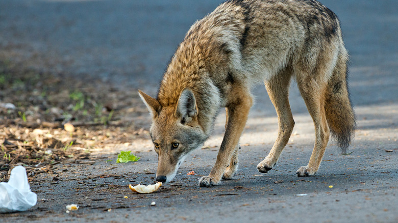 Coyote sniffing trash on sidewalk