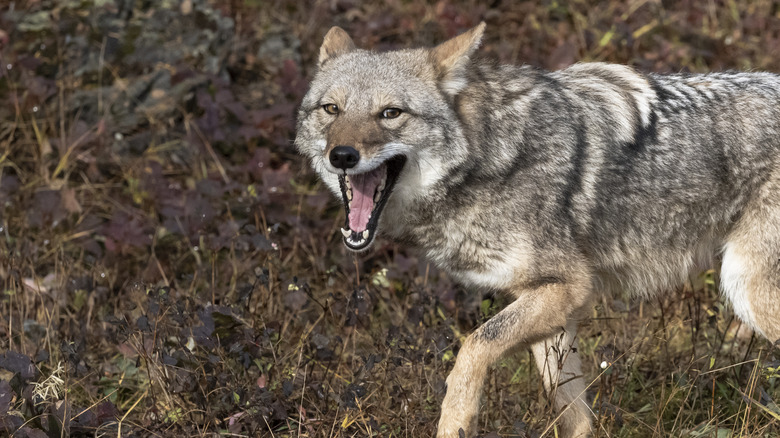 Coyote with open mouth 