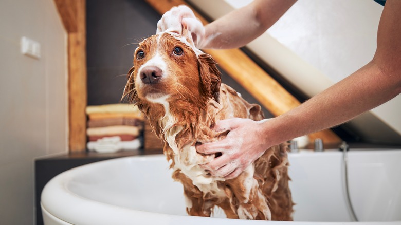 Soapy dog in bathtub