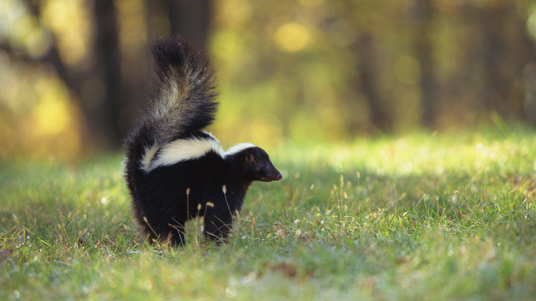 Young skunk in grass
